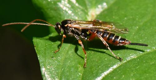 Réf. 304 636 : Itoplectis maculator